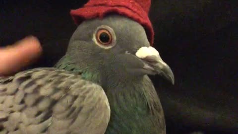 Pigeon wears small hat