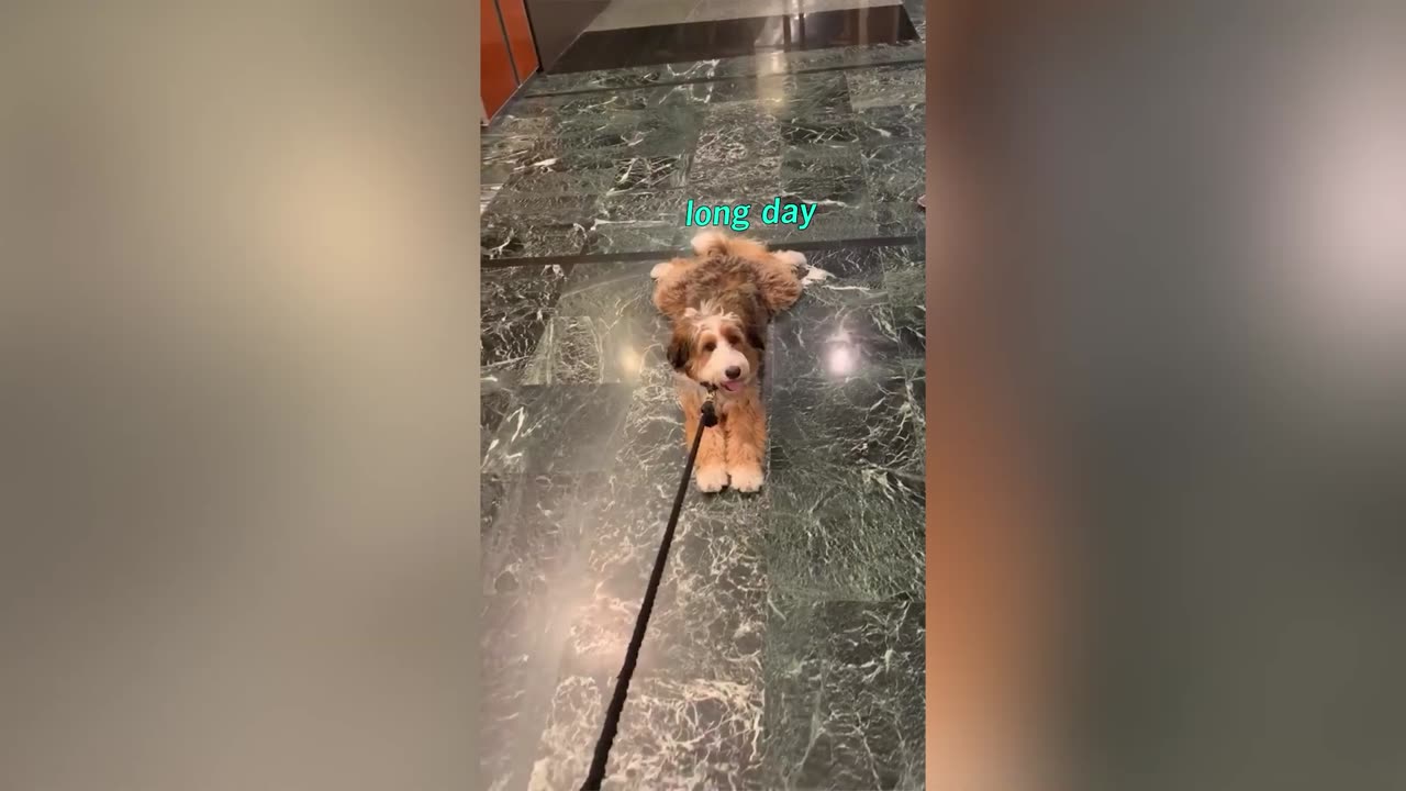 Cute and Funny Dog Voiceovers You Can't Resist!