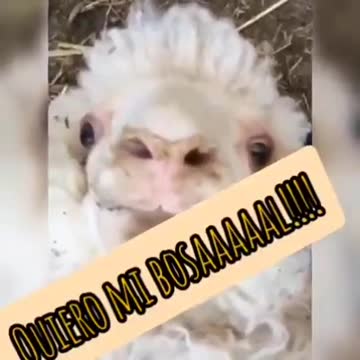 ¡Ya salió el Mix de canciones Coronavirus 2021! (descárgalo acá)