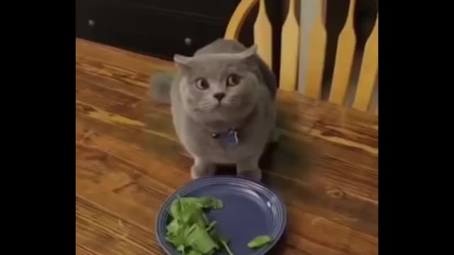 Cat Vegetarian! Funny Animals Compilation