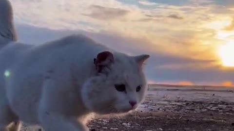 Beautiful place beautiful cat