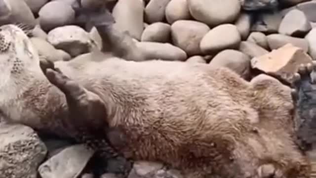 Circus genius may belong to this otter