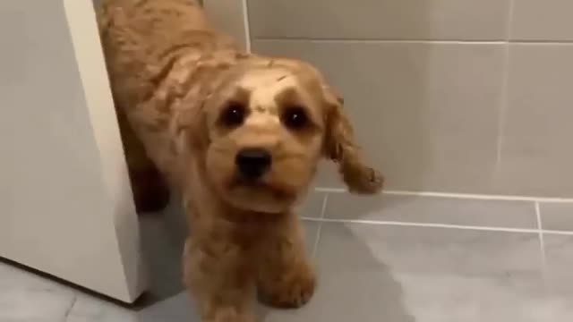 Will never leave you side homan 🐕♥️
