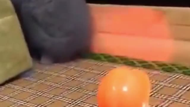 Cutest Try not to Laugh Kittens & Pups-5