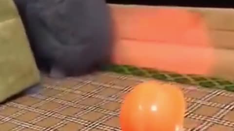 Cutest Try not to Laugh Kittens & Pups-5
