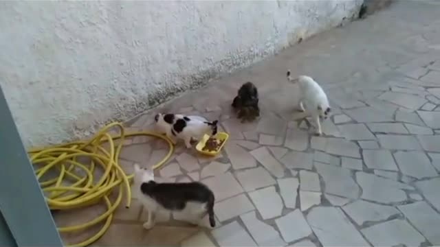 Fight war between hungry scared