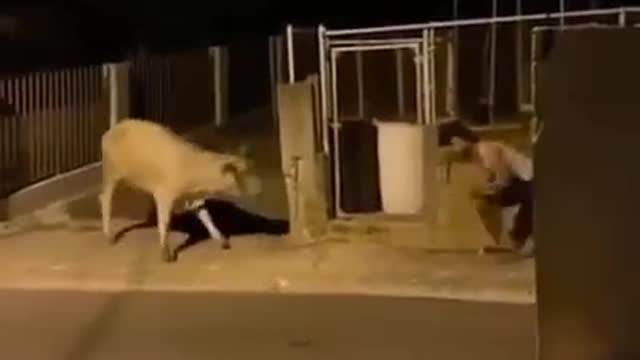 Man Prank with Cow