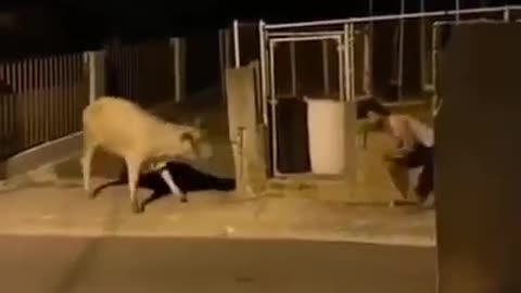 Man Prank with Cow
