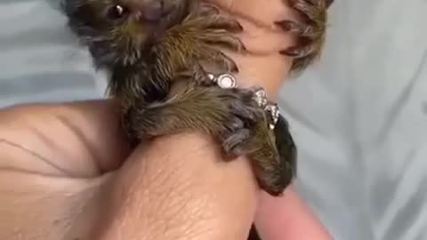 This Baby Monkey is so adorable 😊