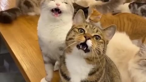 Look at them , what they are saying?