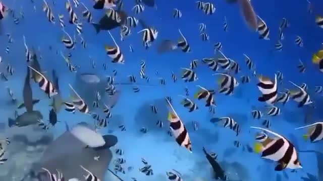 Fish are fascinating and soothe just seeing and listening. 🐟🐠