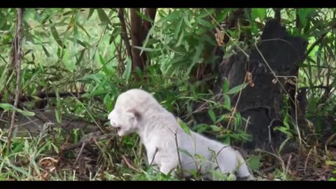 lion cub