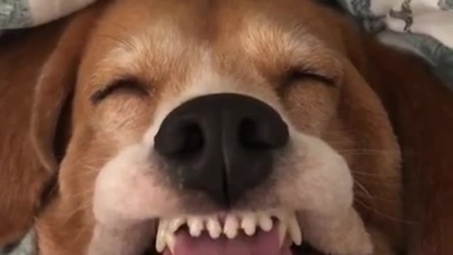 Silly doggy has the dumbest face ever while sleeping