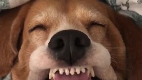 Silly doggy has the dumbest face ever while sleeping