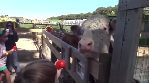 very funny video with children and animals #10