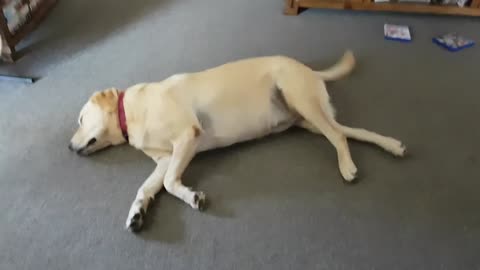 Hilarious Labrador Happy Dream