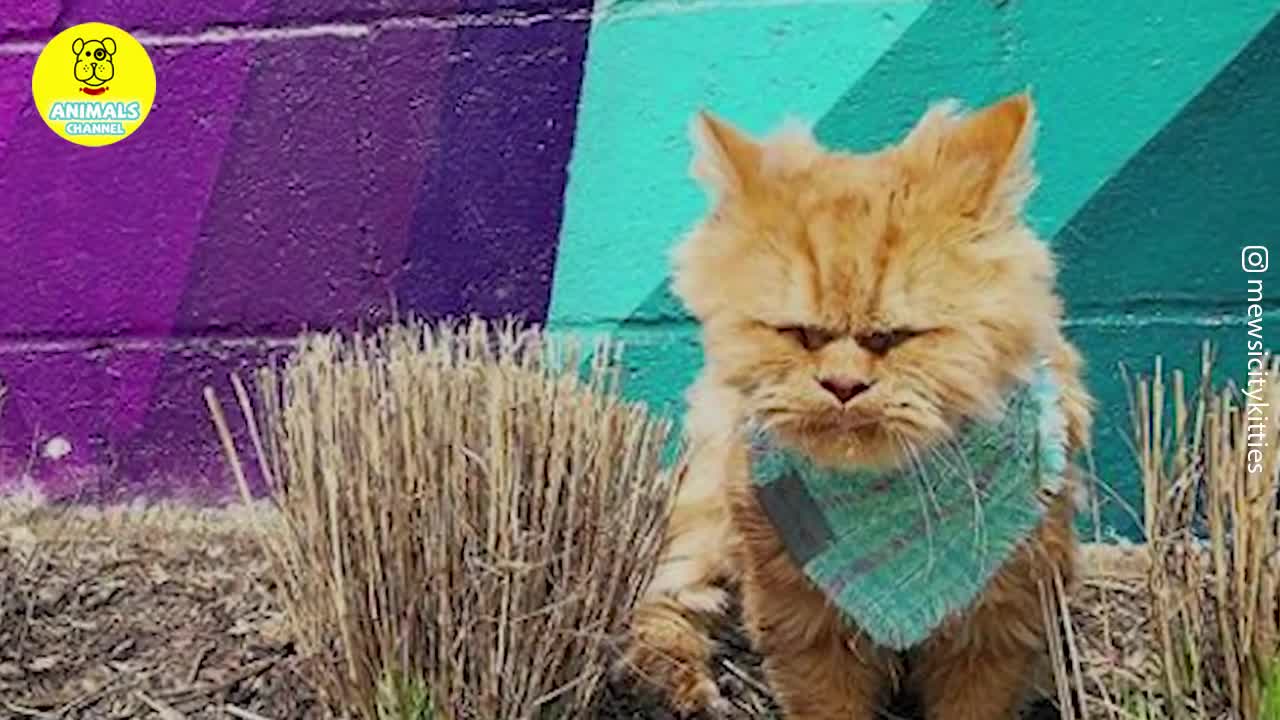 A flight attendant rescue an adorable ginger Persian cat with incontinence on the streets