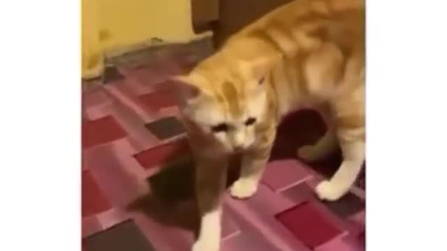 Funniest Cats 😹 - Don't try to hold back Laughter 😂 - Funny Cats Life