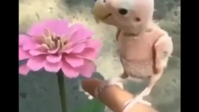 Quick Videos Of Funny And Cute Pets #8