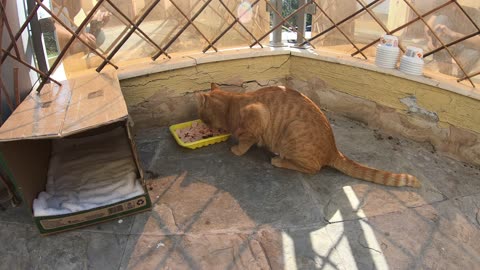 Homeless cats in UAE, Ras Al Khaimah: MICHAEL JACKSON & ED SHEERAN #cats #MichaelJackson #EdSheeran