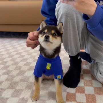 Match Puppy to the Owner I Lineup | Cut #008