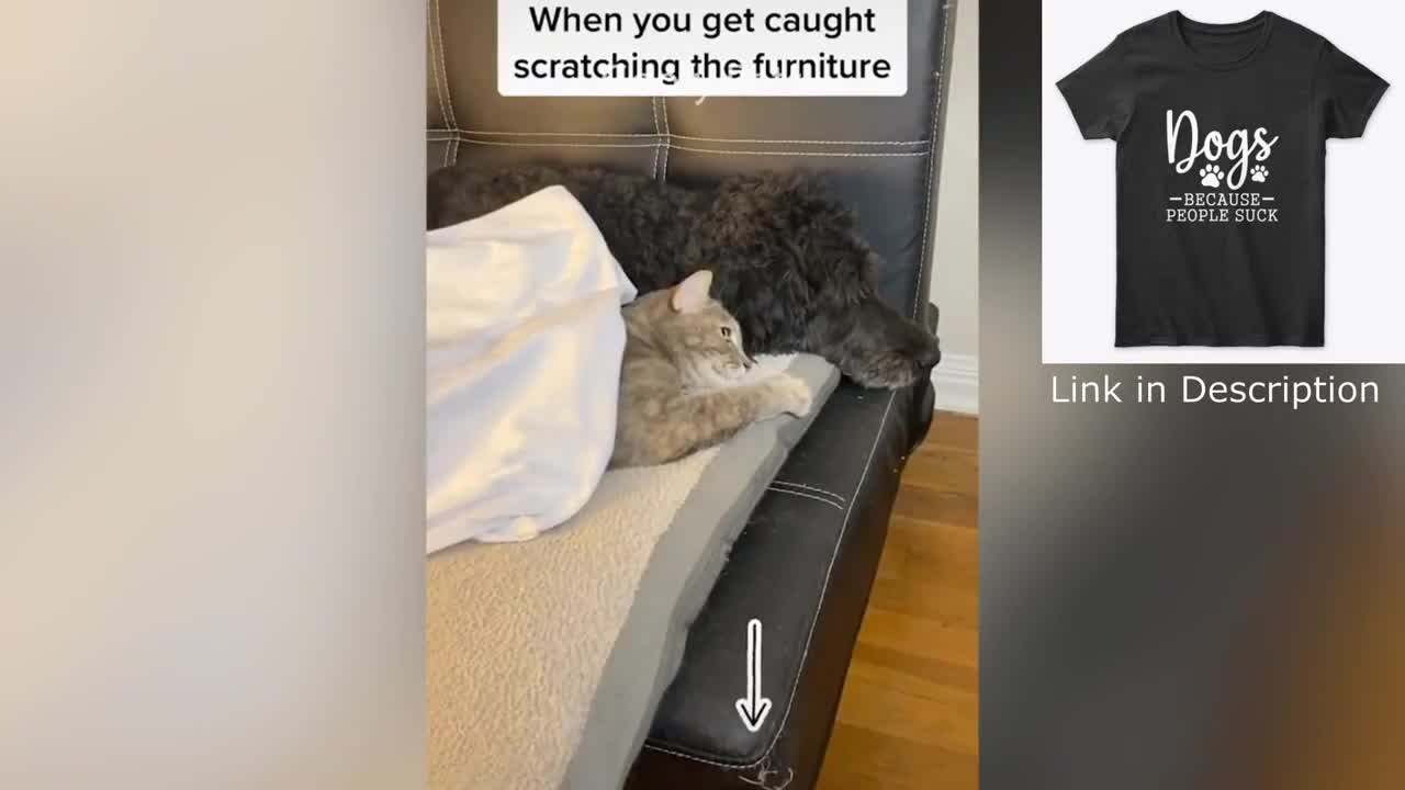 Silly dogs and cats and some other animals reaction.