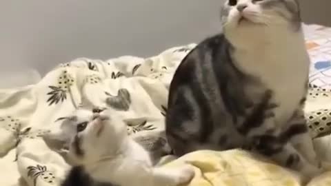 Funniest Cat Videos That Will Make You Laugh - Funny Cats and Dogs Videos