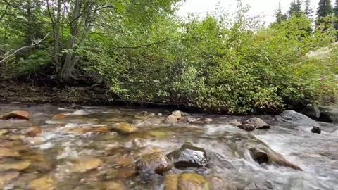 relaxing sounds of nature. singing of forest birds , Sonido de agua curativa, ayuda a dormir