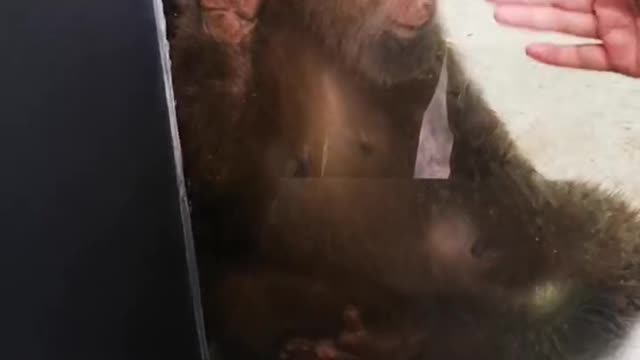 lonely monkey