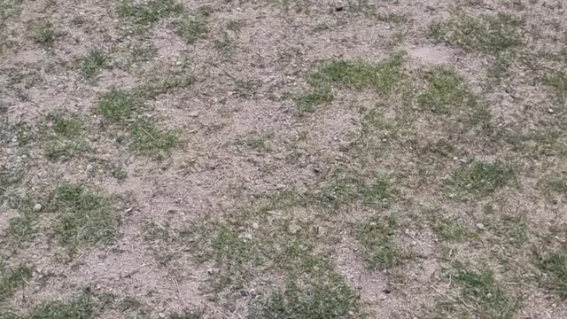 Two cute puppies playing with each other