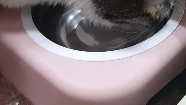 Cat licking water