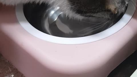 Cat licking water