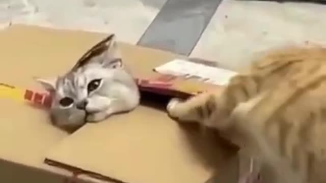 🤣 Funny cat 🐈| Funny cats video 2022