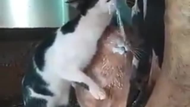 Cat eating the milk 🥛