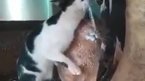 Cat eating the milk 🥛