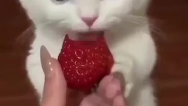 Funny animal cat video 🤣