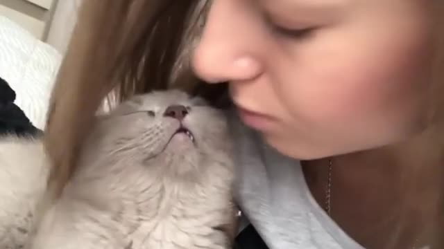 Cute cat