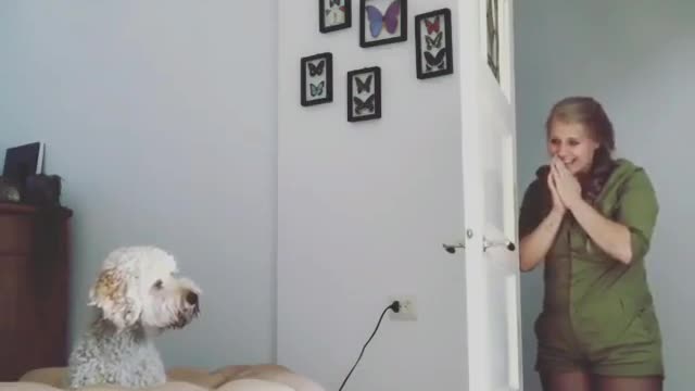 I do magic to the puppy and it can still find me😎