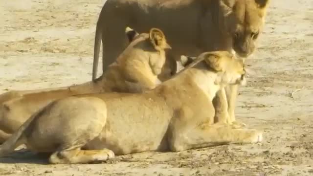 Lion