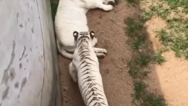 Two White Tigers are Fighting With Each others | #trendy