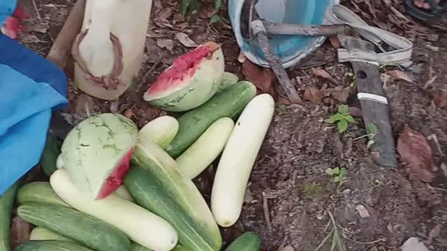 Honey harvest