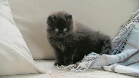 Baby cat playing on the couch