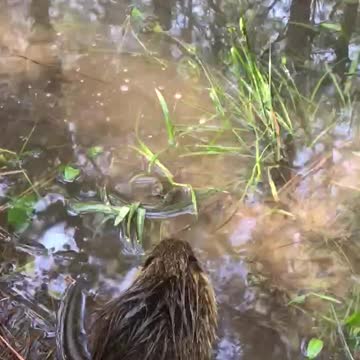 Baby Nutria Swim Practice