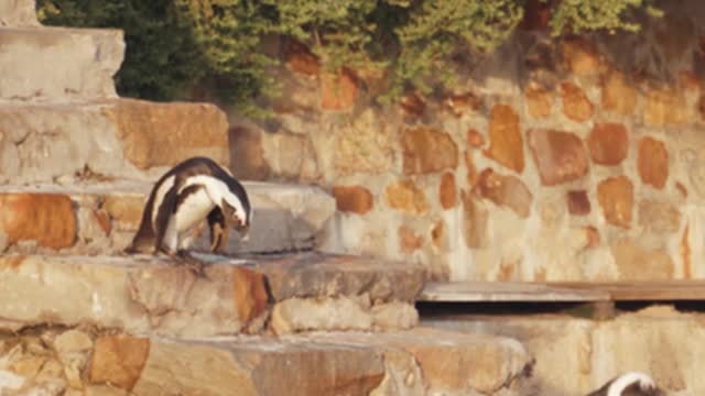 the penguin going down the stairs