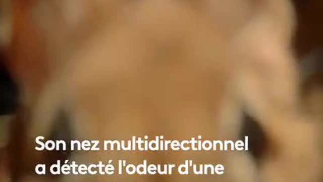 Un jour dans la nature : La savane