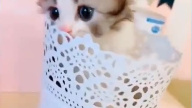 cute cat video cute cat amazing video #shots #shorts #shots #shorts #