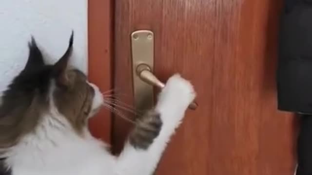 my cat how to open doors