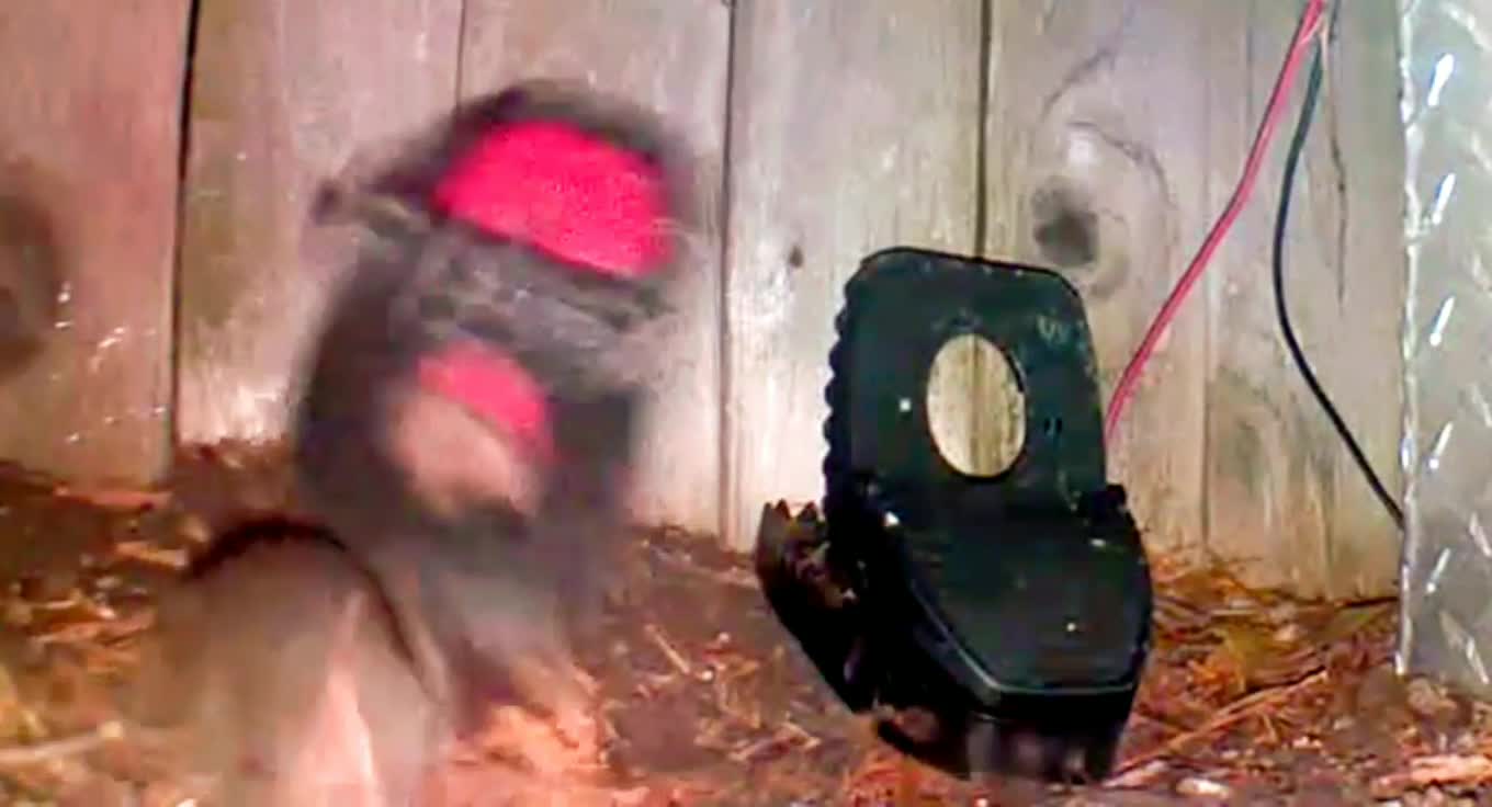 Real Time Video of a Trapped Rat Shows the Purpose of the Hole in the Trap