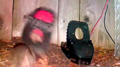 Real Time Video of a Trapped Rat Shows the Purpose of the Hole in the Trap