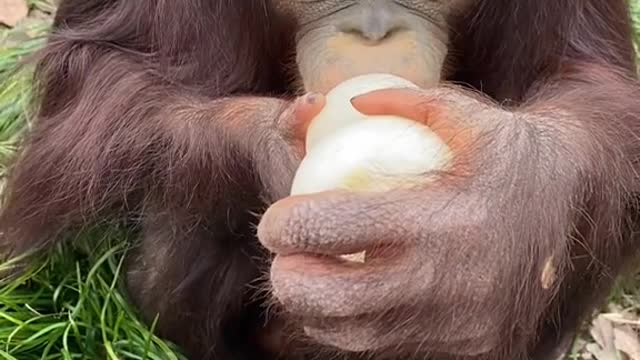 orangutans